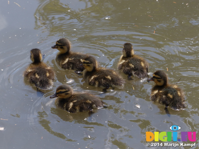 FZ006049 Ducklings